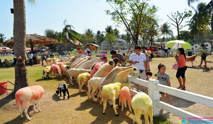 بهترین حیوانات مزرعه شیپ فارم پاتایا تایلند